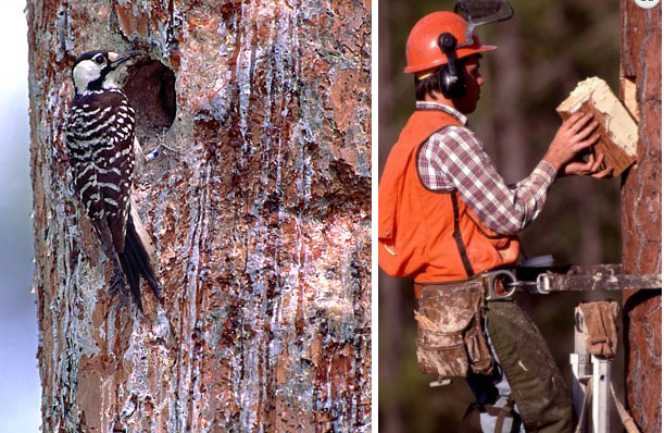 cavities for nest sites were created artificially to accelerate recovery of red-cockaded woodpeckers