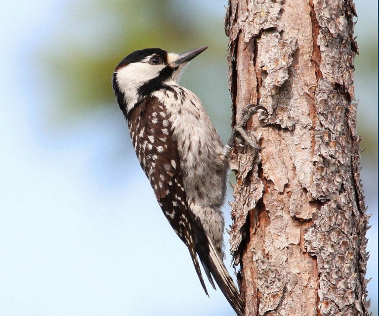 red-cockaded woodpeckers (Picoides borealis) search for insects and spiders underneath pine bark, but also eat seeds and berries