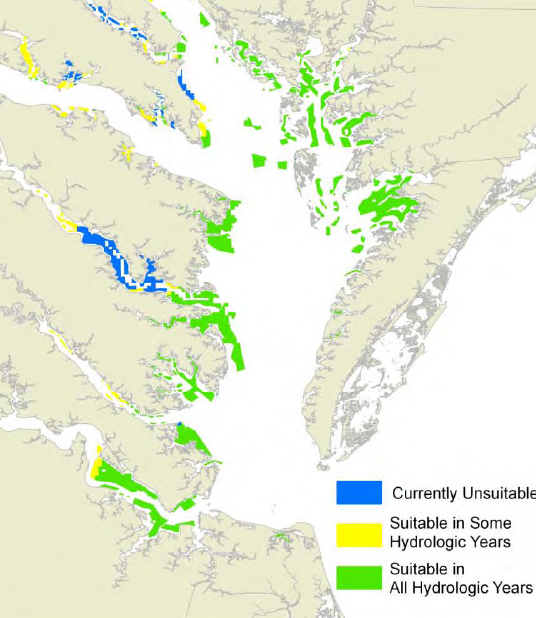 low levels of dissolved oxygen makes much of the Rappahannock River unsuitable for oyster restoration