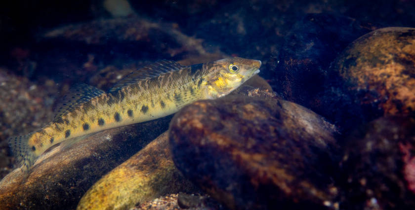 the Roanoke logperch is now found in 31 streams, and the species is no longer thought to be at risk of extinction