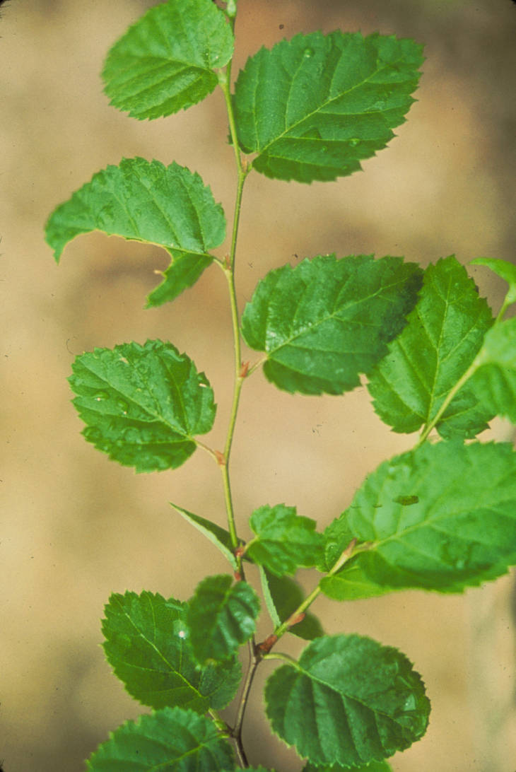 round leaved birch