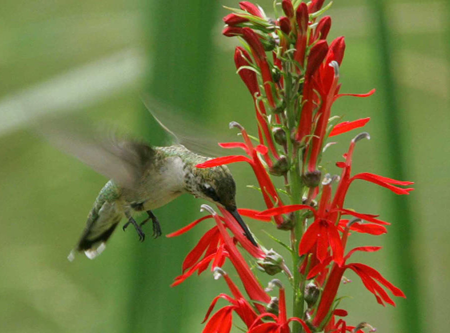 birds migrate because food sources in the winter are too scarce