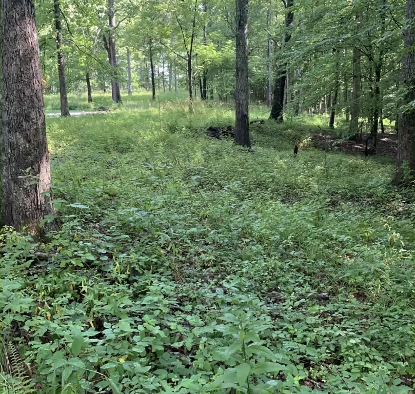 savanna with oak and hickory trees, maintained by fire, in the Piedmont physiographic province