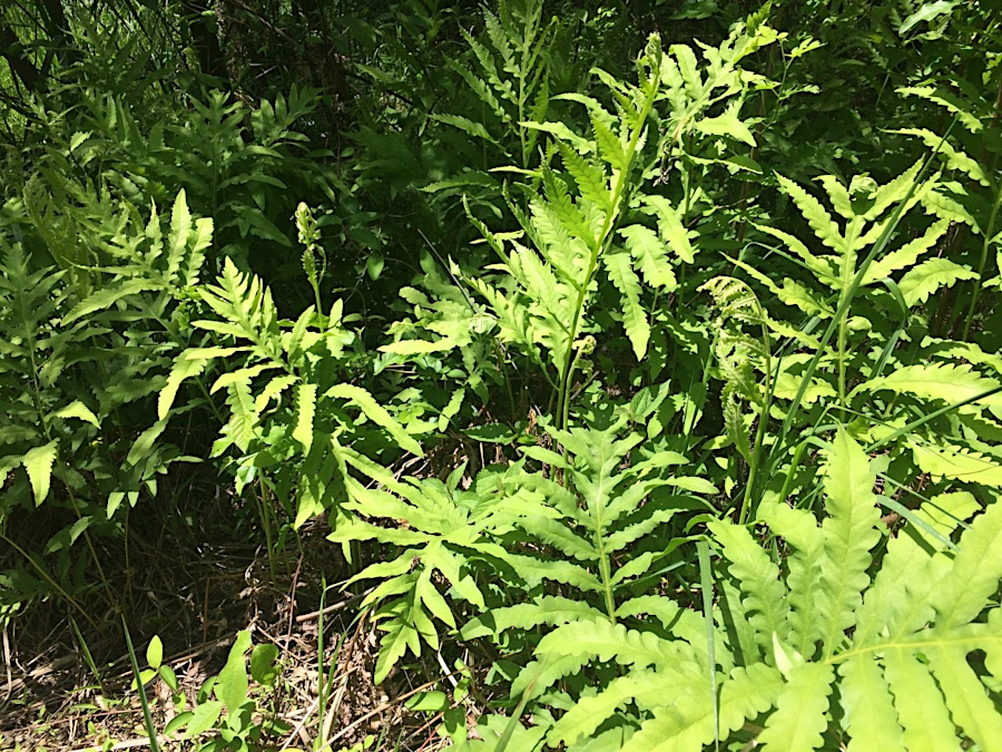 fronds of a sensitive fern offer a good clue that the soil moisture levels are high in the area