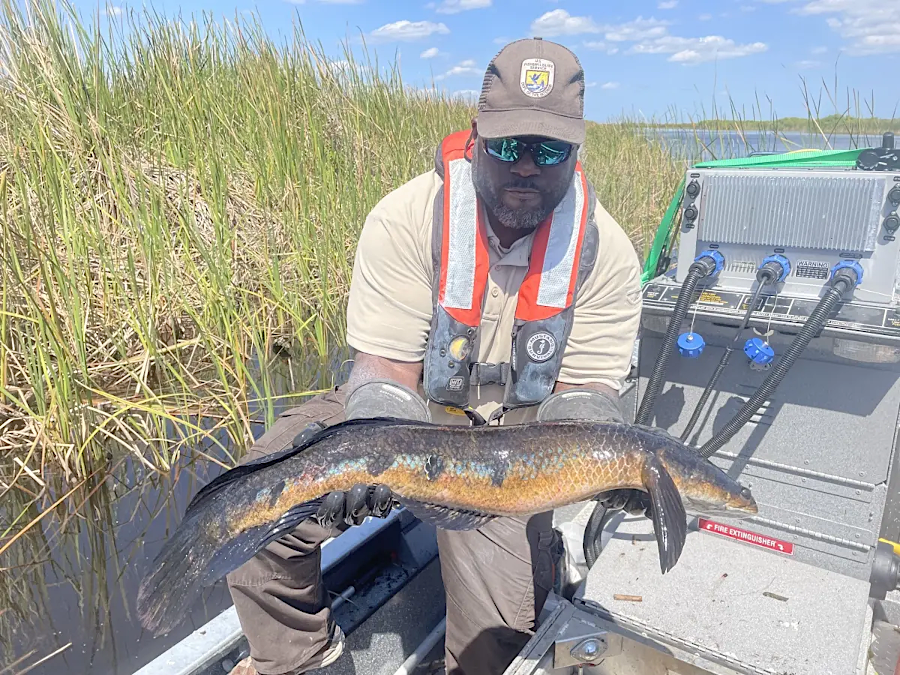 other species of snakeheads have been introduced and are reproducing in Florida