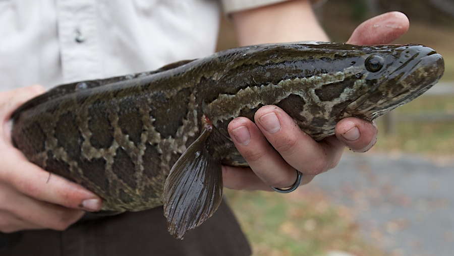 snakeheads were named due to the snakelike patterns on their skin