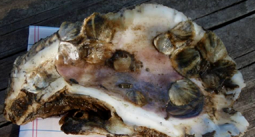 oyster shell with spat, suitable for transplanting as a seed oyster