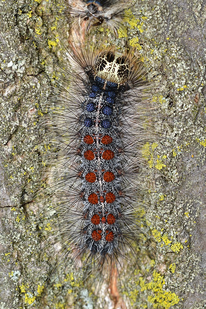 the blue and red spots on a spongy moth larvae are distinctive characteristics