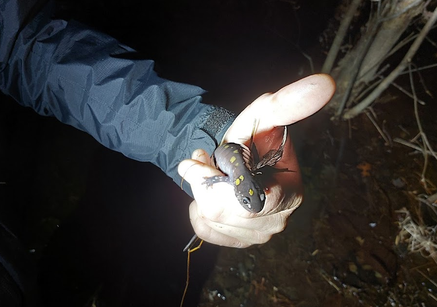 a spotted salamander (Ambystoma maculatum) from a vernal pool at Bull Run Mountains Natural Area Preserve in February, 2023