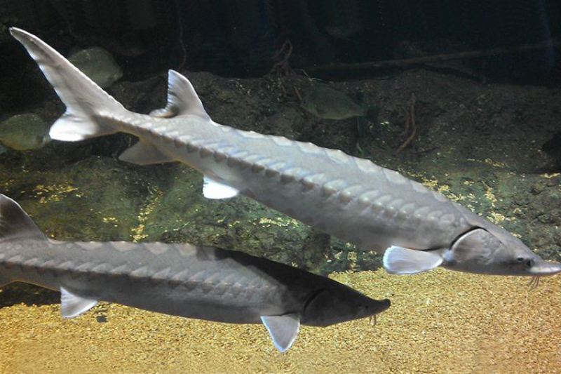 sturgeon prefer to swim near the bottom of rivers