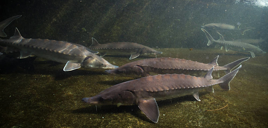 Atlantic sturgeon have five rows of bony plates (scutes) rather than scales