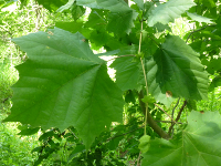 sycamore tree