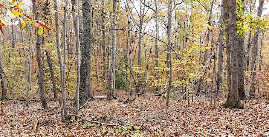 Low-Elevation Dry and Dry-Mesic Forests is one of the 14 Ecological classes defined by the Virginia Natural Heritage Program