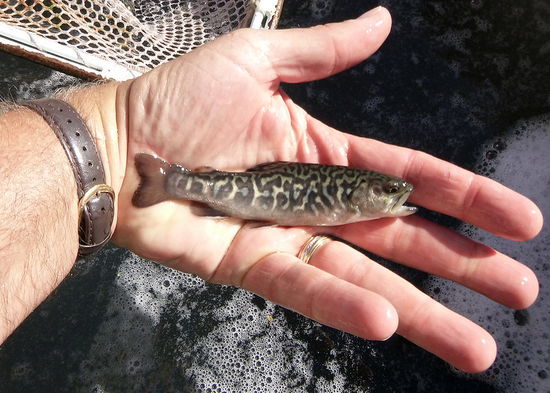 tiger trout have a distinctive striping pattern