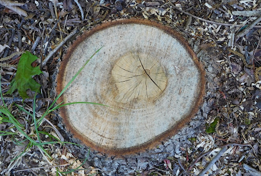 in open fields without competition, trees can grow fast and produce wide annual rings