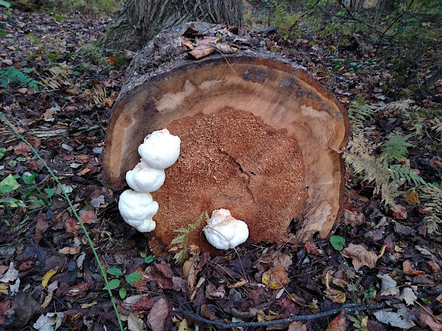 wounds can allow fungi to get into heartwood, weakening trees that then fall during storms