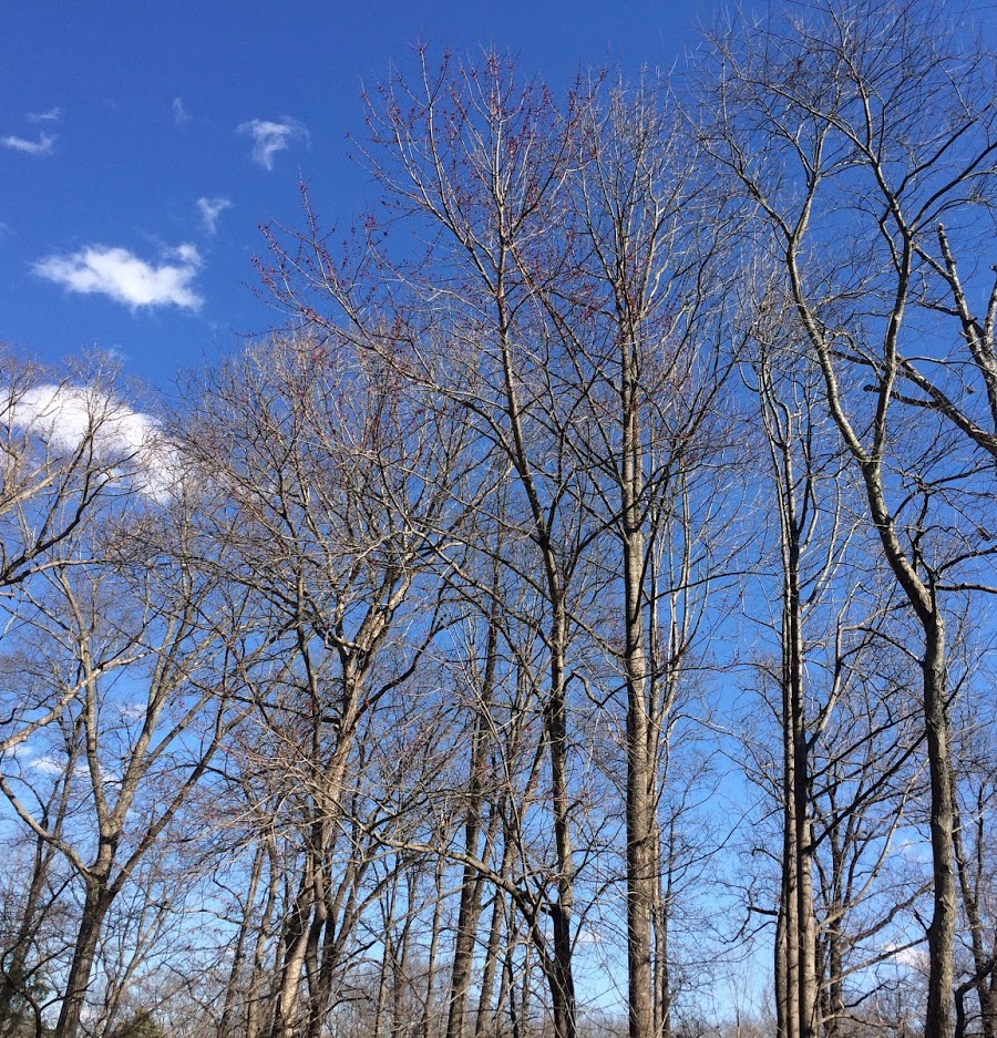 deciduous trees replace their leaves (food factories) annually