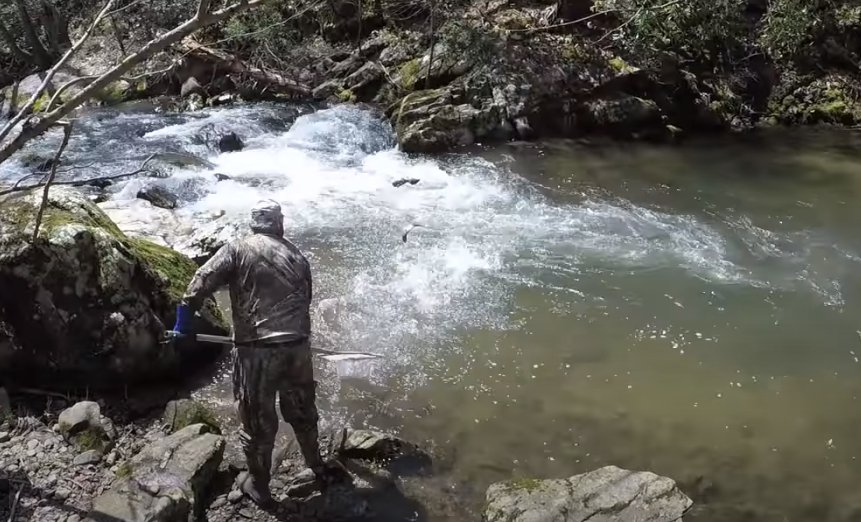 mature trout are tossed into the middle of streams, jolting them to start swimming