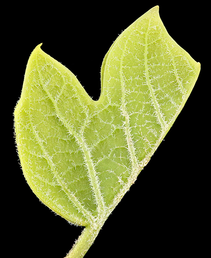 an emerging tulip poplar leaf shows its distinct shape from the beginning