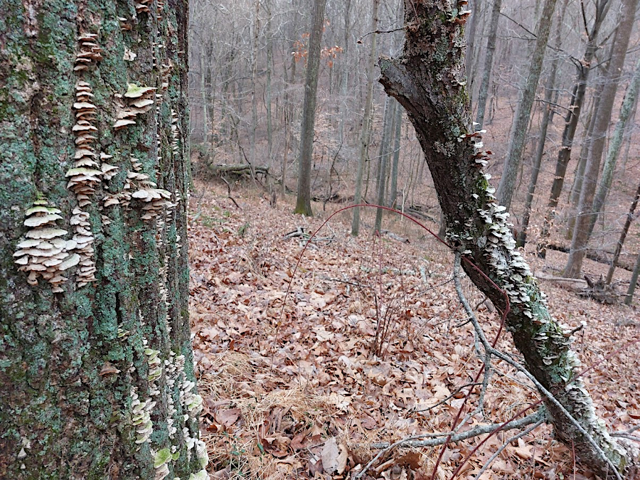 fungal hyphae consuming dead tree cells can produce turkeytail and other mushrooms