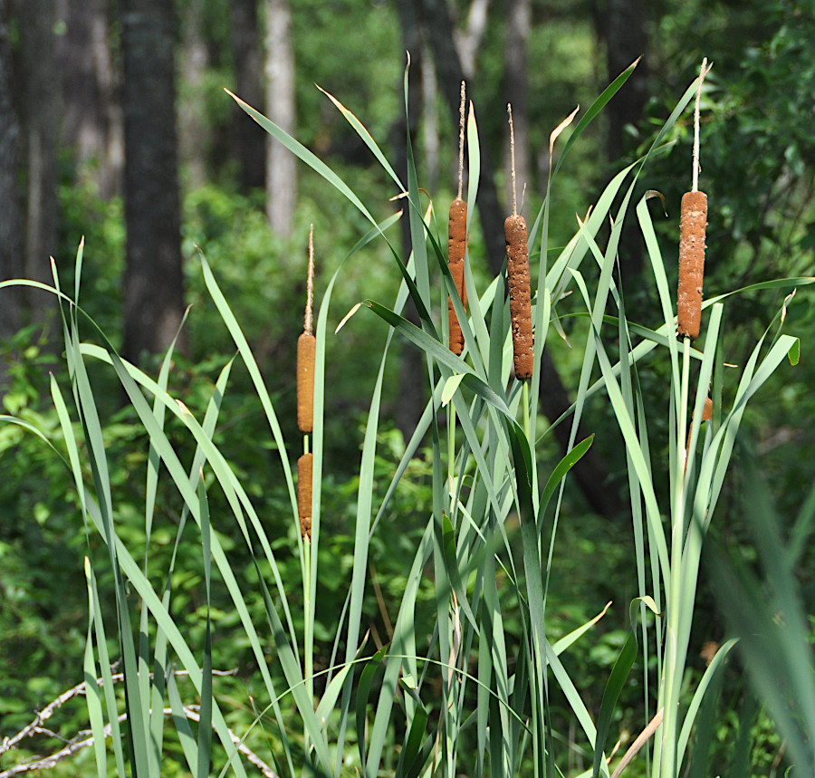 cattails (Typha latifolia) are a common wetland species across the United States, but considered a noxious weed in the State of Washington
