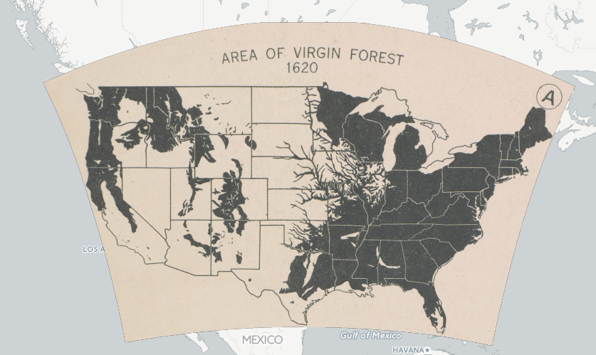 forest clearings by Native Americans were limited by the stone and bone technology used to cut trees