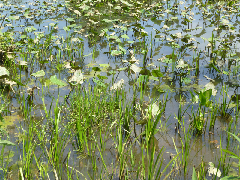Wetlands in Virginia