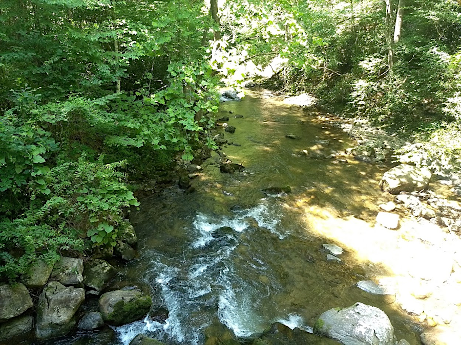 Whitetop Laurel Creek in Washington County, paralleling the Virginia Creeper trail, maintains a healthy population of trout
