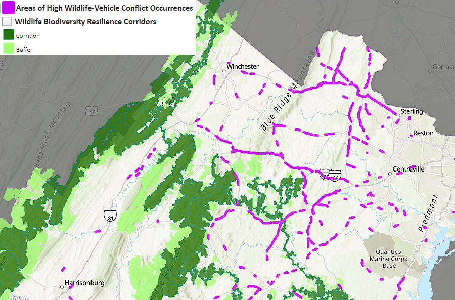 animal-vehicle collisions (purple) were common in the Northern Virginia suburbs whre Wildlife Biodiversity Resilience Corridors (green) were not identified