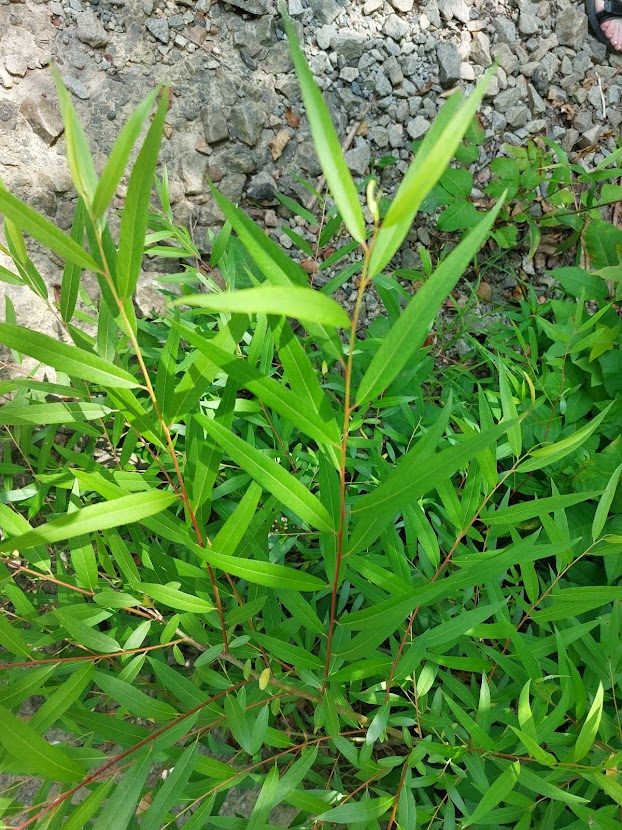 young native willow trees (Salix sp.) can resemble invasive Japanese stiltgrass