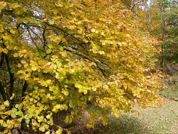 Witch hazel, the last tree to flower each year (on Blue Ridge Parkway at Mabry Mill)