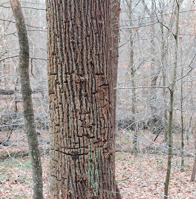 yellow bellied sapsuckers drill through bark, then return to feed on the sap and insects that were attracted to it