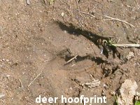 deerprint