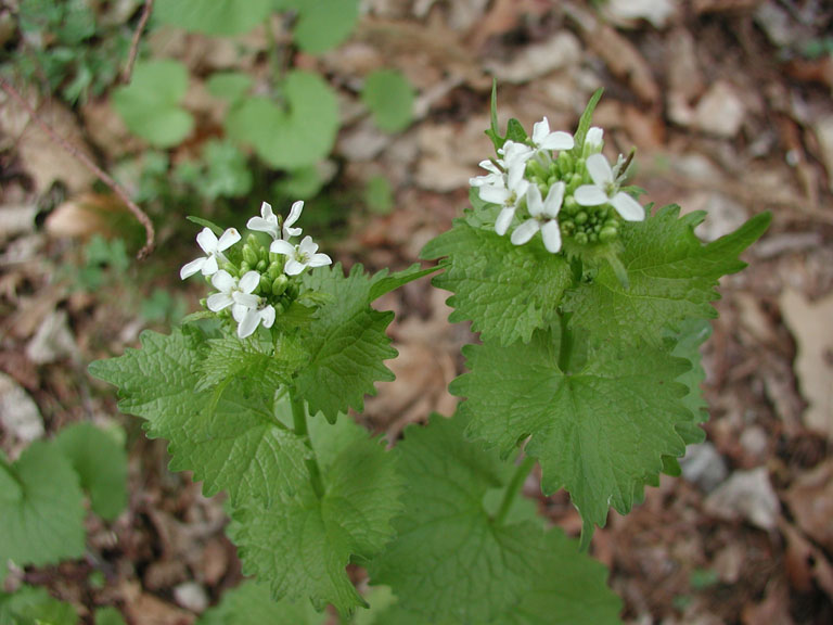 garlic mustard