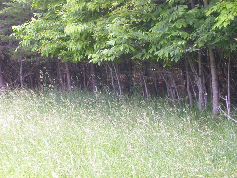 browse line at Manassas National Battlefield Park