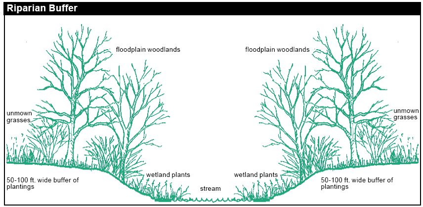 using natural vegetation to keep pollution out of streams costs less money than stormwater ponds