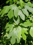 sassafras leaves