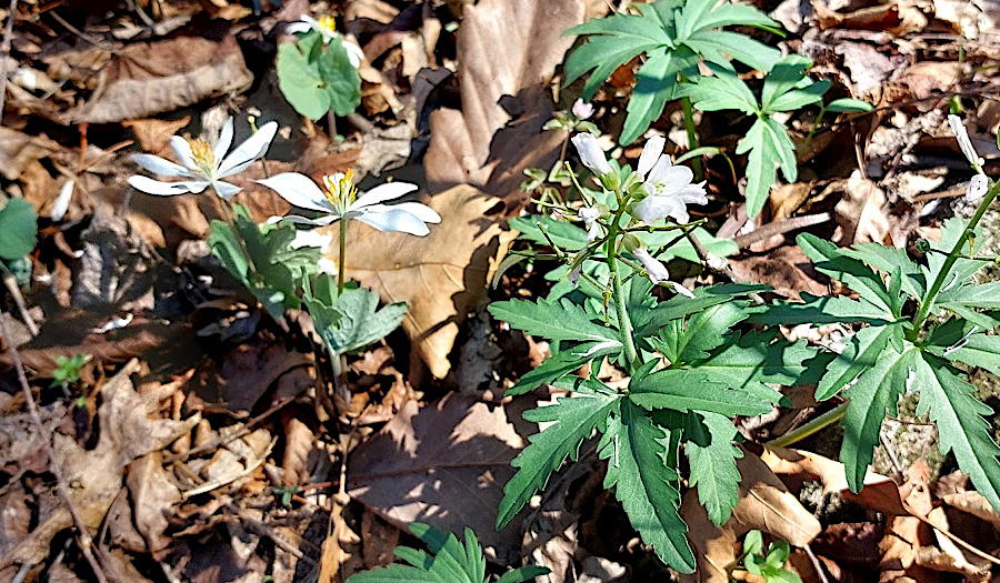 bloodroot, toothwort, and other Spring ephemerals take advantage of sunlight before leaves emerge on deciduous trees at Conway Robinson State Forest