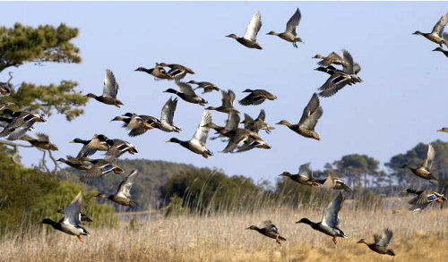 Chincoteague National Wildlife Refuge provides habitat to waterfowl, to support hunting as a recreational activity