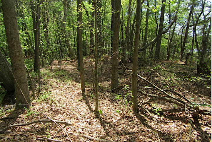 the right-of-way of the branch line of the New York, Philadelphia and Norfolk Railroad from Cape Charles to Kiptopeke reforested after abandonment