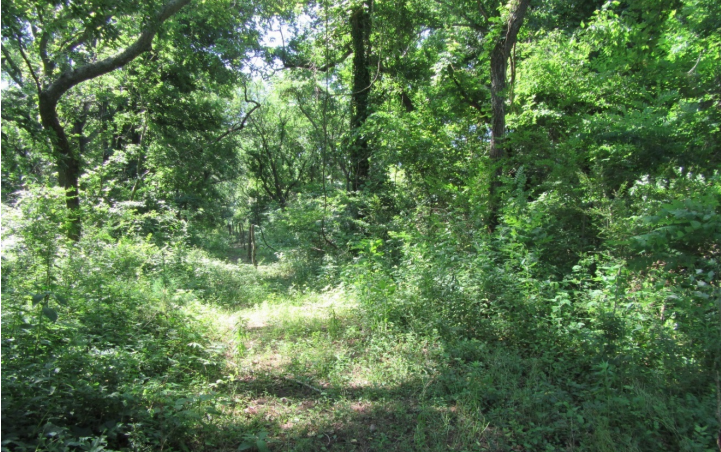 the right-of-way of the branch line of the New York, Philadelphia and Norfolk Railroad from Cape Charles to Kiptopeke reforested after abandonment