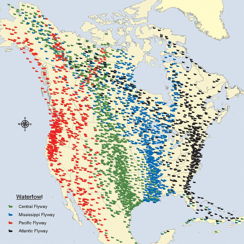 Virginia is located within the Atlantic Flyway