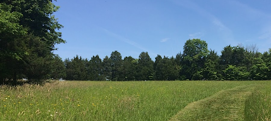 warm season grasses grow quickly, once temperatures at night stay above 60°F