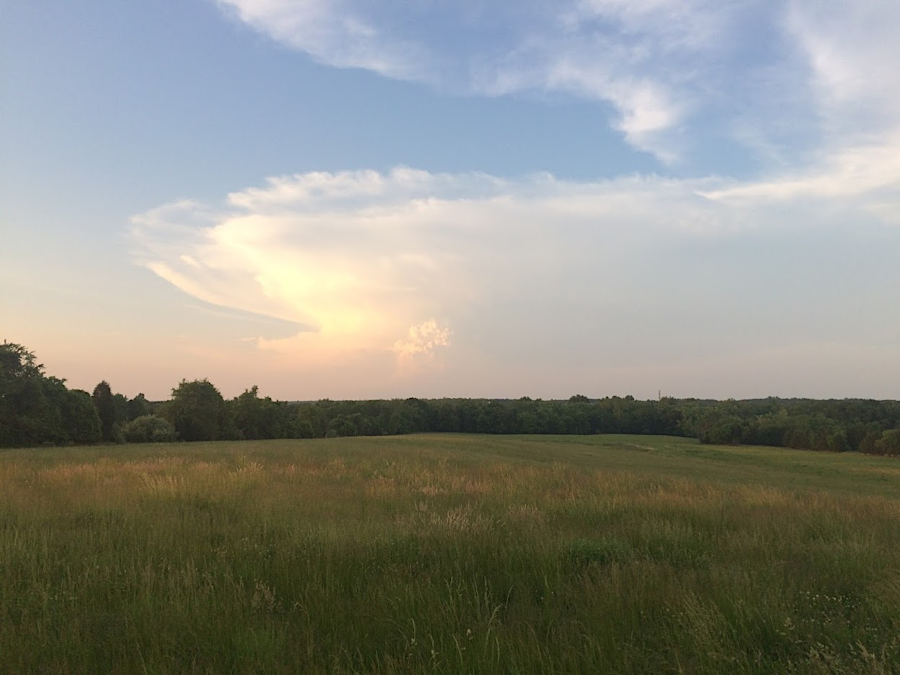 warm season grasses in hayfield near Portici, before first cutting in May 2019