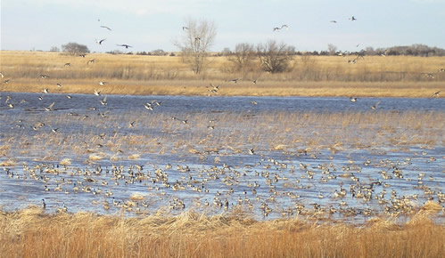 at wildlife refuges, US Fish and Wildlife Service officials raise food for ducks, geese, and other wildlife by creating artificial ponds and raising/lowering water levels, through moist soil management practices