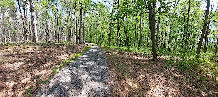 in 2023, the impact of understory clearing and prescribed burning was evident on the left side of the road in Paul State Forest