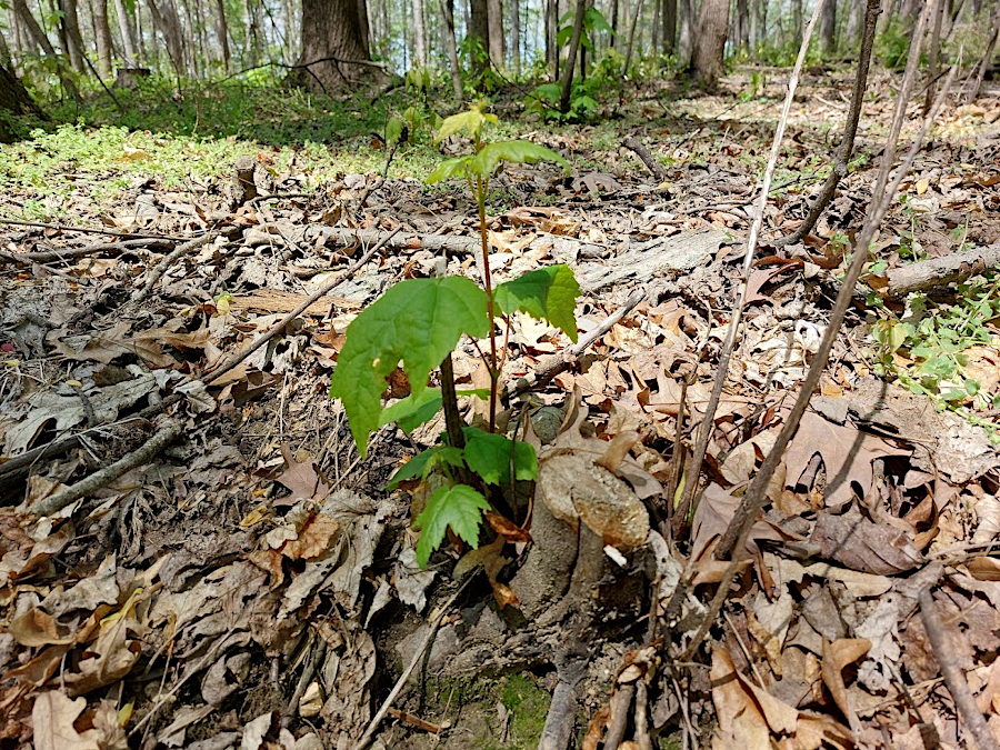 in 2023, the impact of understory clearing and prescribed burning was evident on the left side of the road in Paul State Forest