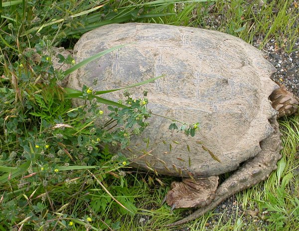 snapping turtle found on US 211, north of Sperryville