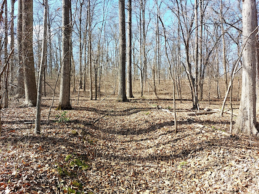 bloodroot, toothwort, and other Spring ephemerals take advantage of sunlight before leaves emerge on deciduous trees at Conway Robinson State Forest