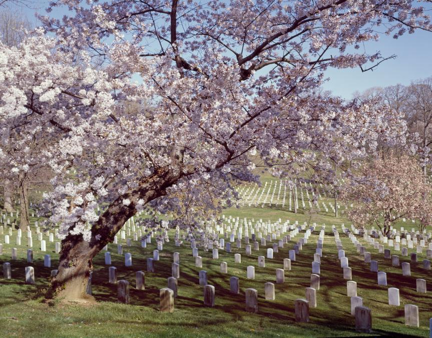 cherry trees at Arlington National Cemetery